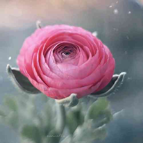 محمد حجازی نفسی و جان منی کنیایی من گو بسه مره